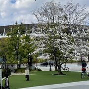 神宮球場と新国立競技場の桜