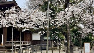 桜の標準木