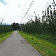 道路沿いなのでカッパ淵に行く途中に鑑賞できる：キリンのホップ畑