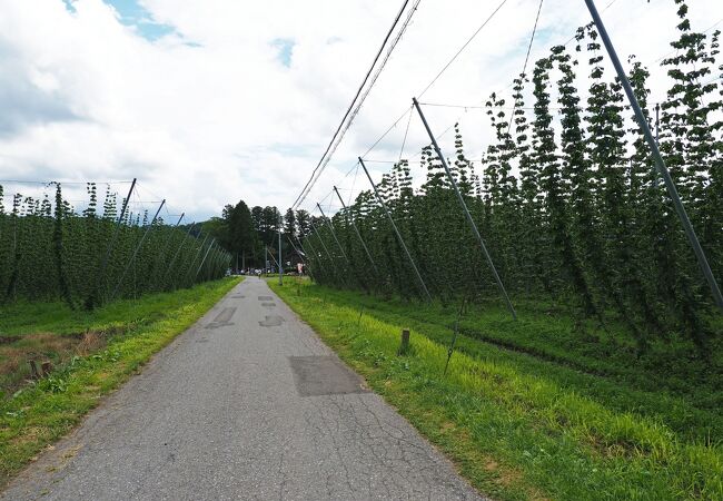 道路沿いなのでカッパ淵に行く途中に鑑賞できる：キリンのホップ畑