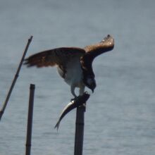 大きな魚を捕まえて食べるミサゴ