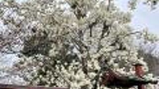 舞楽の奉納ができます