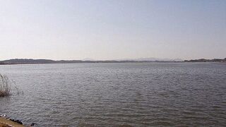 ミサゴが大きな魚を捕まえていました。