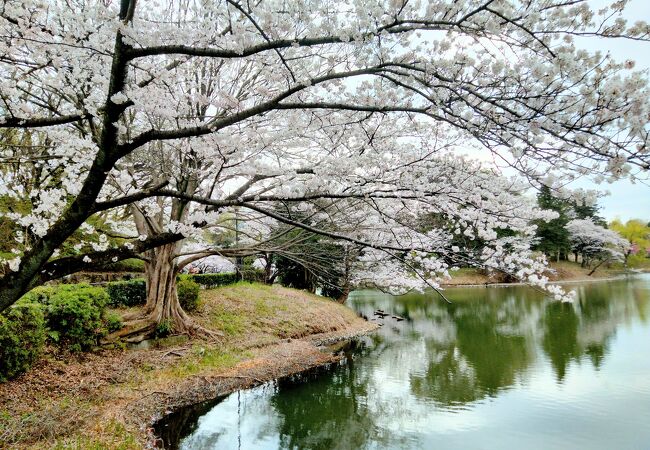 横浜を代表するサクラの名所