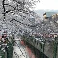 桜の時期は目黒川