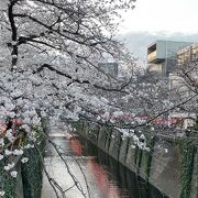 桜の時期は目黒川