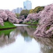 桜が満開/春色に溢れていました