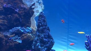 ビルの中にある水族館☆