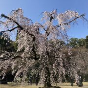 一見の価値ある枝垂れ桜