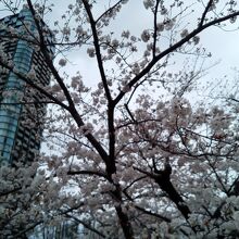 ミッドタウンの桜
