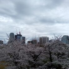 檜町公園の桜も満開