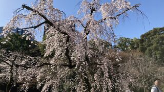 一見の価値ある枝垂れ桜