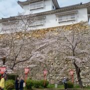 西日本有数の桜