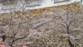 西日本有数の桜