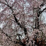 御苑の桜
