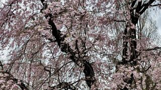 御苑の桜