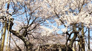 迫力の桜