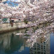黄金橋辺りから桜木町までお花見を楽しむ！