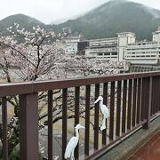 桜の季節もいい