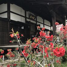 木瓜の花と本堂