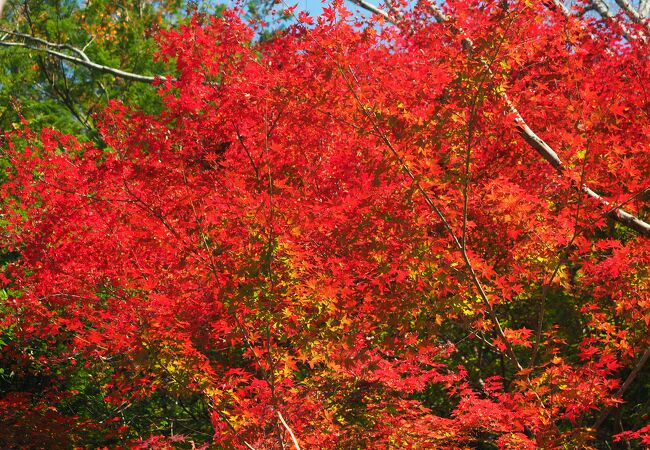 手軽に素晴らしい紅葉を見る事ができる遊歩道