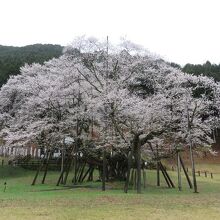 根尾谷淡墨桜 クチコミ・アクセス・周辺情報｜本巣・山県 - フォートラベル