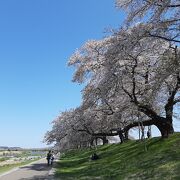 桜の時期は最高