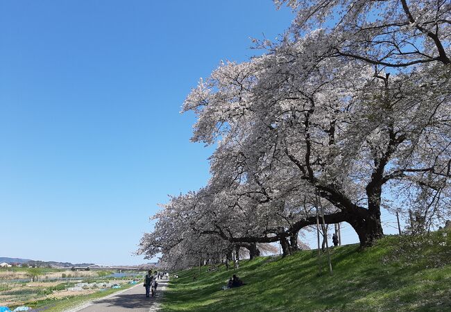 桜の時期は最高