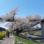 白石川から船岡城址公園に登る橋。眺望がすばらしい