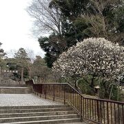 梅祭り直前の成田山