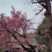 境内の桜は満開