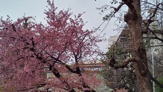 境内の桜は満開
