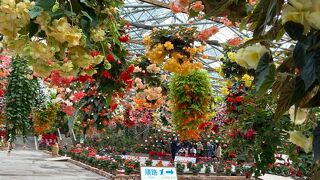 入り口の花が圧巻