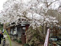 城山 カタクリの里