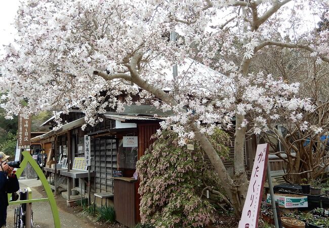 赤(紫色)白黄色のカタクリが揃い踏みだった