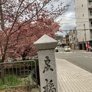 春告げる戻り橋の桜