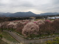 いなべ市農業公園(梅林公園)