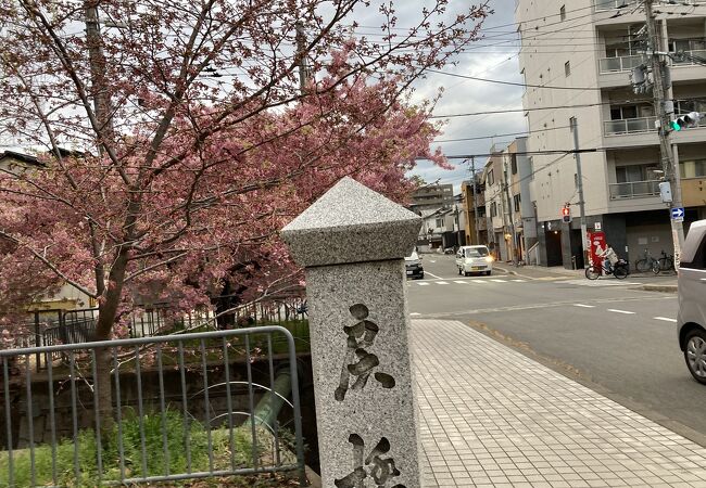 春告げる戻り橋の桜