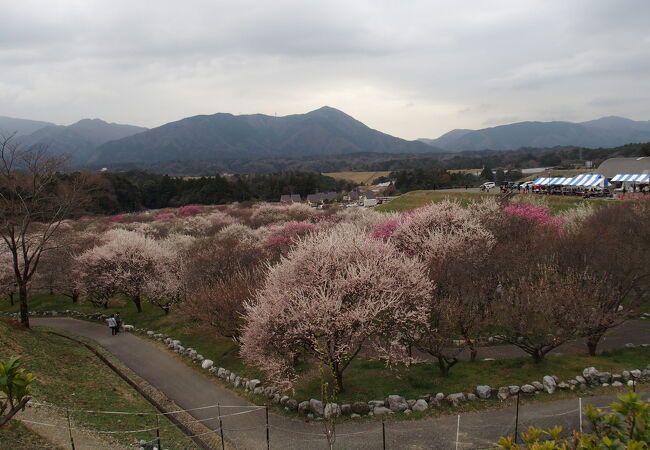 いなべ市農業公園(梅林公園)