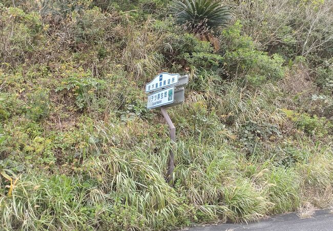 ソテツ・バショウ群生地