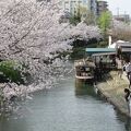 桜まつり(京都伏見)