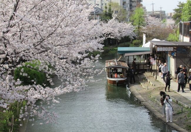 桜まつり(京都伏見)