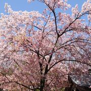 桜が咲いていました。