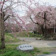 ベンチでお花見お弁当も良いわよ