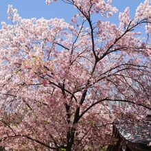 満開の桜。