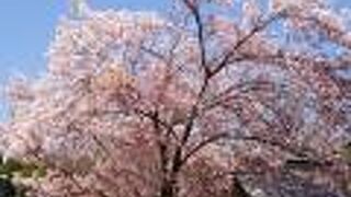 桜が咲いていました。