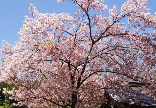 桜が咲いていました。