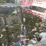 神社の池にコイ。