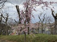 菊名桜山公園 / カーボン山