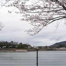 池の周囲には桜の木が。